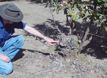 Jay Pscheidt kneels beside a hazelnut tree, pointing to a pruned trunk with visible disease damage during an orchard research demonstration.