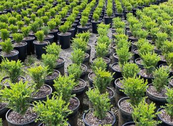 Rows of young boxwood shrubs in black nursery pots are spaced evenly across an outdoor growing area.