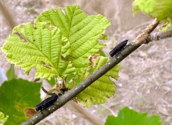 Two dark-colored flatheaded borers rest on a hazelnut branch beside a leaf with irregular holes and feeding damage.