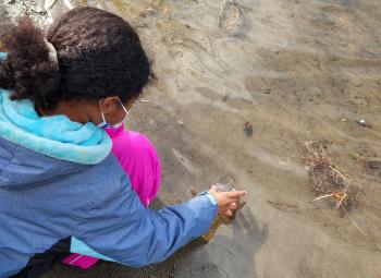 A young person in a jacket and face mask kneels at the edge of a shallow stream, gently releasing a small container of trout fry into the water.