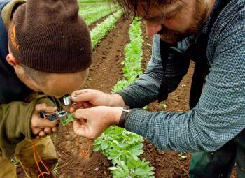 Small farms Extension agent Nick Andrews (right) and Sauvie Island Organics field assistant  Scott use a magnifying glass to identify a leaf pea weevil on the farm near Portland.