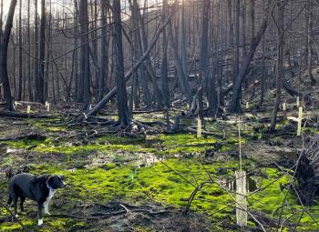 A dog in the foreground and burned trees in the background.