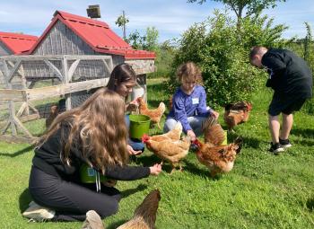 Children feed chickens on a farm on a sunny day.