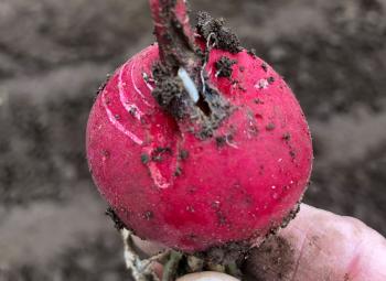hand holds a freshly harvested radish damaged by cabbage maggots, with soil still clinging to it.
