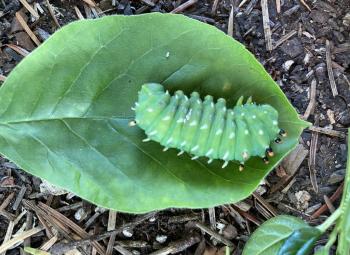 A ceanothus silk moth in its green caterpillar stage feeds on a green leaf.