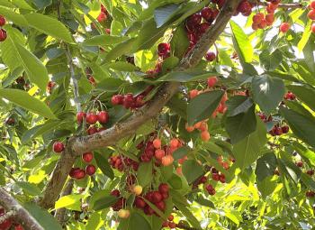 Cherries affected by X-disease hang on a tree.