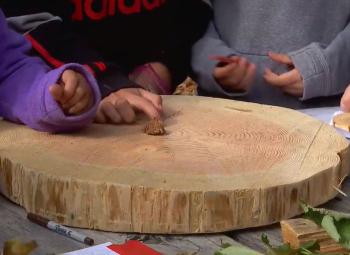 Children examine a large tree cross-section during a forestry activity, using small wood slices and natural items to explore tree rings.