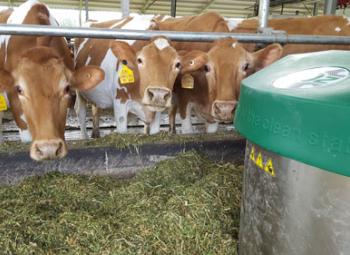 Dairy cows at the feed bunk as a feed push-up robot goes by.
