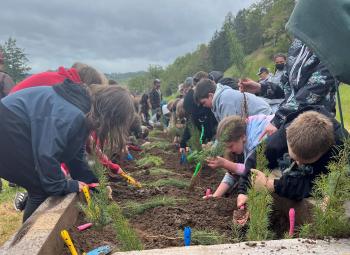 Kids dig into soil to plant Douglas-fir seedlings.