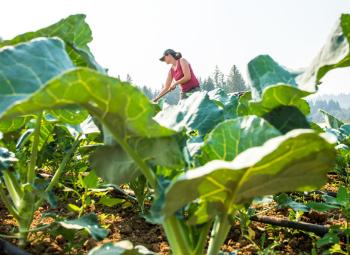 A woman works in a sunny vegetable field, viewed from a low angle through large leafy green plants.