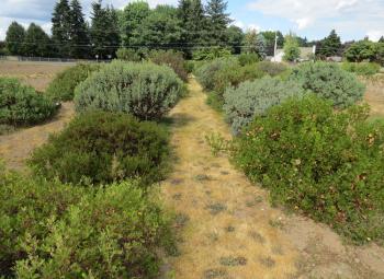 A narrow grassy path runs through rows of various shrubs in an outdoor plant trial field, bordered by trees and suburban homes in the background.