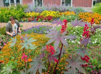 Gail Langellotto, OSU Extension's statewide Master Gardener Coordinator, examines flowers in a garden on the OSU campus.