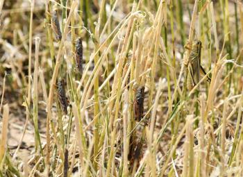 A closeup of several grasshopper eating tall grass.
