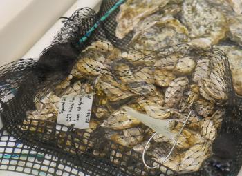 A mesh bag filled with oysters rests on a surface, labeled with research information and a plastic tag.