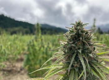 A close-up of a hemp flower in a field with green hills and cloudy skies in the background.