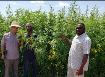 Three men stand in a tall, dense field of hemp plants under a sunny sky, examining and discussing the crops.