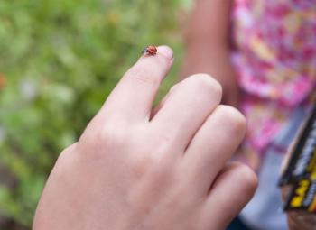 A lady bug rests on a child's finger.