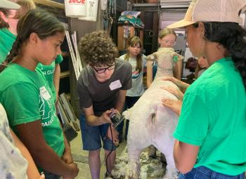 A group of 4-H youth gather in a barn as one participant uses electric clippers to groom a sheep.
