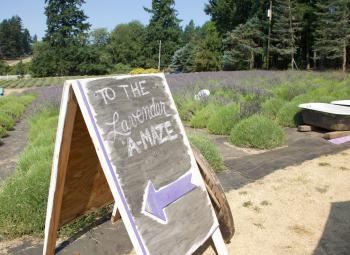 A sandwich board sign says "To the Lavender A-Maze" with an arrow.