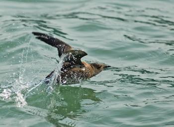 Murrelets are listed as threatened under the U.S. Endangered Species Act in Oregon, Washington and California.
