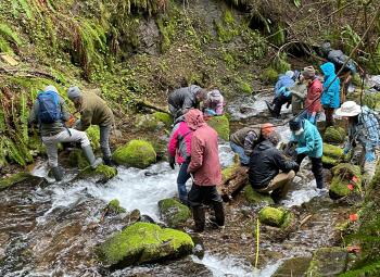 A group of people in rain gear carefully navigate a rocky, mossy stream while participating in an amphibian sampling activity.