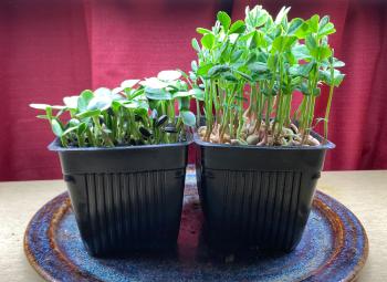 Two containers of vibrant green microgreens sit on a colorful plate in front of a red curtain.