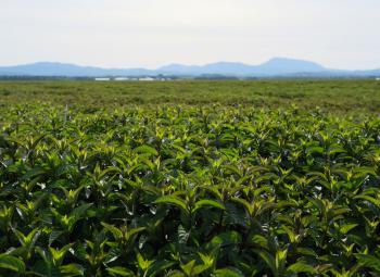 A lush green field of mint stretches into the distance with mountains visible on the horizon under a soft, overcast sky.