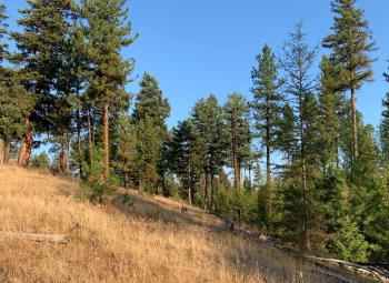 A forest scene with tall yellow grass in the foreground and evergreen ponderosa pine trees in the background.