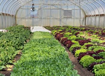 Rows of vegetables growing in a large greenhouse on a small farm in Tillamook County.