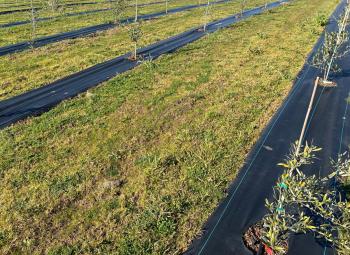 Young olive trees are planted in evenly spaced rows with black weed barrier fabric laid along each line to suppress grass growth.