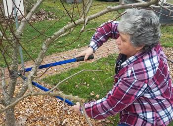 A woman uses long-handled loppers to prune branches from a fruit tree in a landscaped yard.