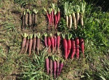 Different varieties of freshly harvested radishes in shades of red, purple, white and black are neatly arranged in rows on grass.