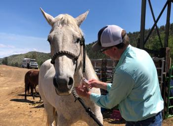 A man in a light blue shirt and baseball cap administers an injection to a white horse in a rural outdoor setting.