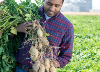 Vidyasagar (Sagar) Sathuvalli, OSU potato breeder, in a test plot at the OSU Hermiston Agricultural Research and Extension Center.