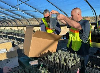 Two men are putting sagebrush seedlings in boxes in a greenhouse.