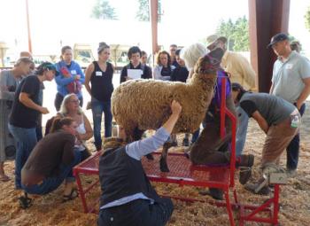 Students in Small Farm School learn about on-farm veterinary care at the Clackamas County Fairgrounds.