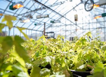 Young hop plants grow in OSU hop breeder Shaun Townsend's research greenhouse.