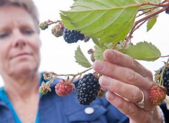A person closely inspects a cluster of ripening blackberries on the vine, gently holding the branch with one hand.