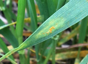 Close-up of a green wheat leaf showing yellow-orange pustules, a symptom of stripe rust infection.