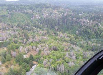 •	Recent and long dead tanoak trees are seen from the air outside of Brookings, Oregon.