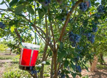 A spotted-wing drosophila trap hangs from a ripening blueberry bush in a research plot at the OSU North Willamette Research and Extension Center in Aurora, Ore.