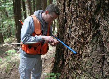 Bryan Black, a former forestry researcher at Oregon State University, takes coring samples of a tree as part of studies on Swiss needle cast, a serious epidemic in the Pacific Northwest Coast Range. 