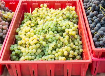 Harvested table grapes at the OSU North Willamette Research and Extension Center.
