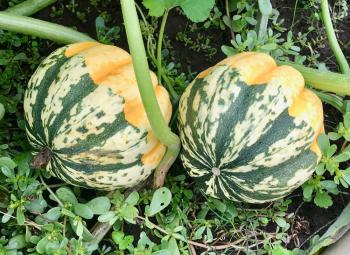 Two striped and partially orange winter squash grow on vines surrounded by green ground cover.