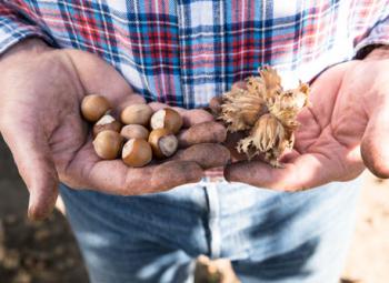 Oregon is the No. 1 producer of hazelnuts in the U.S.