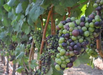 Wine grapes in an Oregon vineyard.